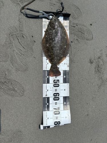ヒラメの釣果