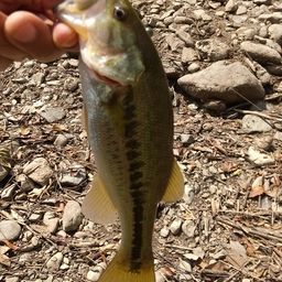 ラージマウスバス