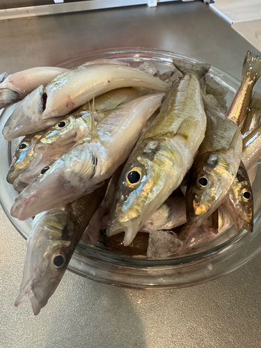 シロギスの釣果