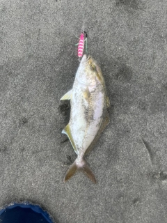 ショゴの釣果