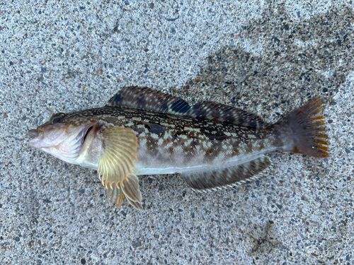 アイナメの釣果