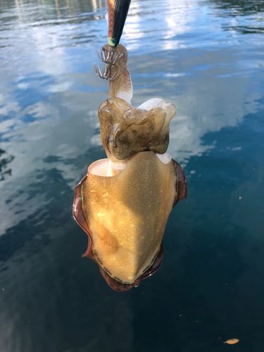 モンゴウイカの釣果