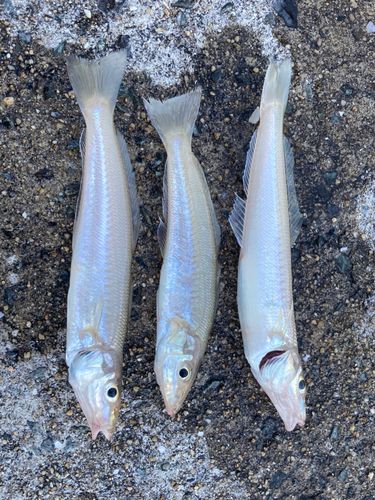 キスの釣果
