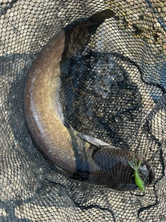 ナマズの釣果