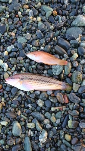 キュウセンの釣果