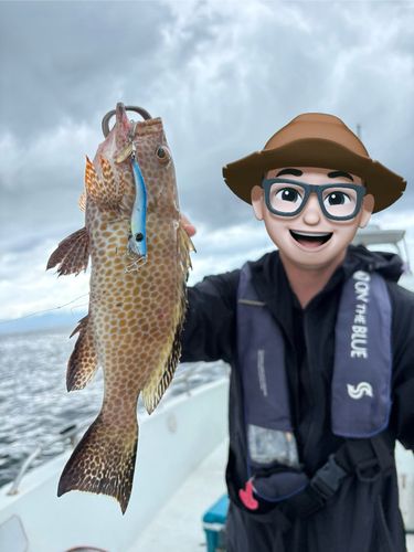 オオモンハタの釣果