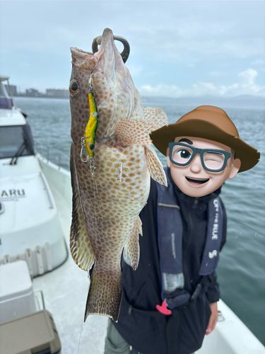 オオモンハタの釣果