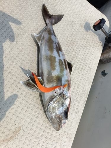 アイブリの釣果