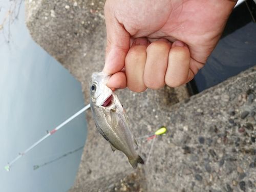 セイゴ（ヒラスズキ）の釣果