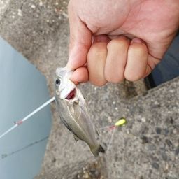 セイゴ（ヒラスズキ）