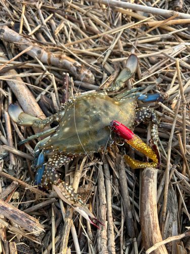 ガザミの釣果