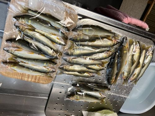 アユの釣果