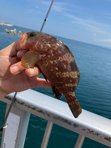 アコウの釣果