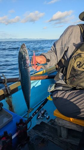 サバの釣果