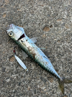 サバの釣果