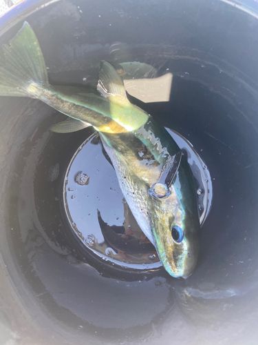 クロサバフグの釣果