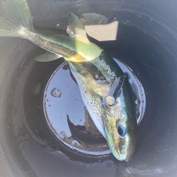 クロサバフグ