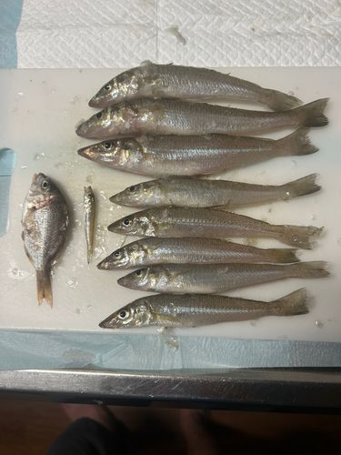 キスの釣果