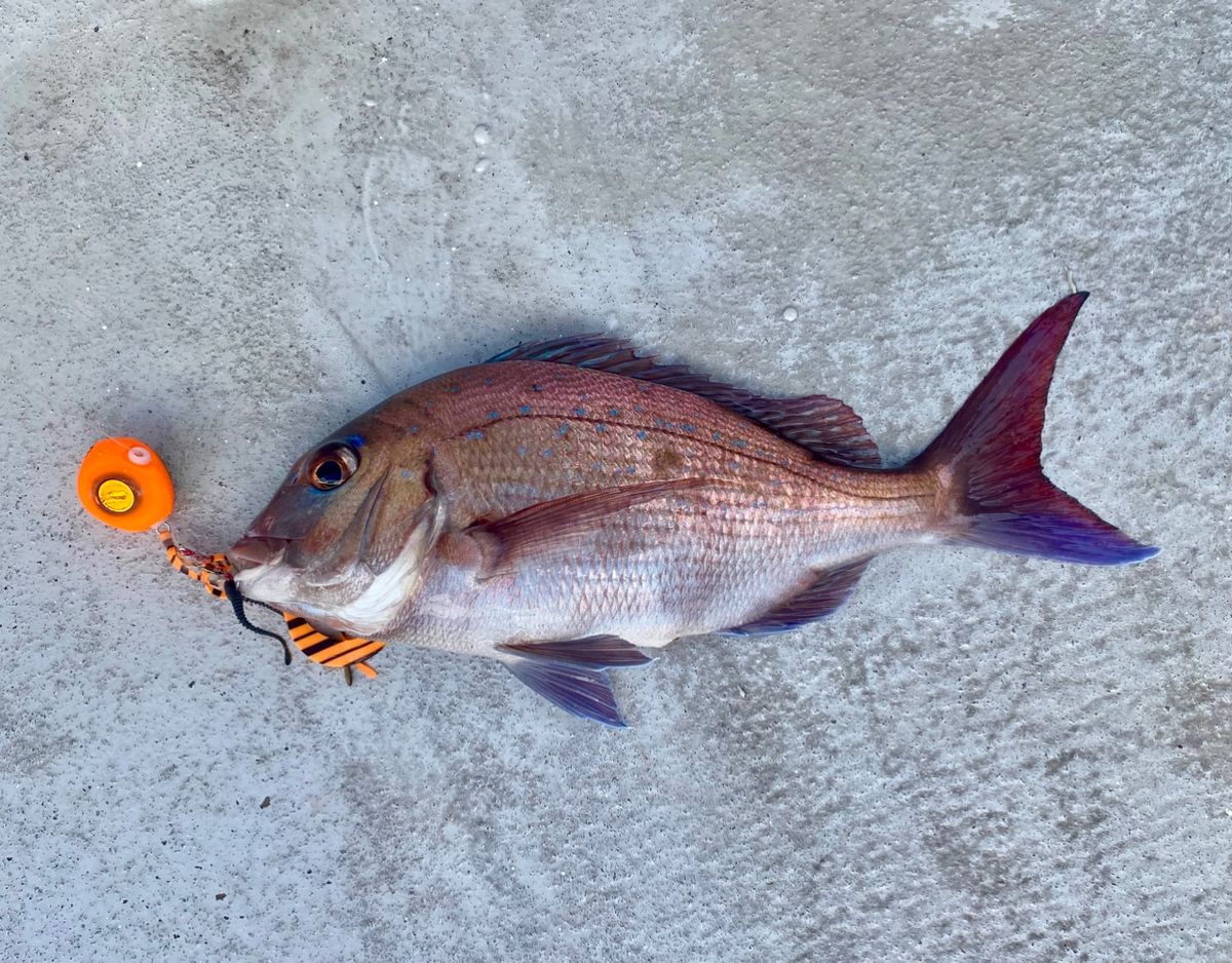 オトコマエさんの釣果 1枚目の画像