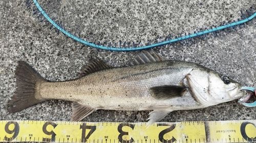 シーバスの釣果