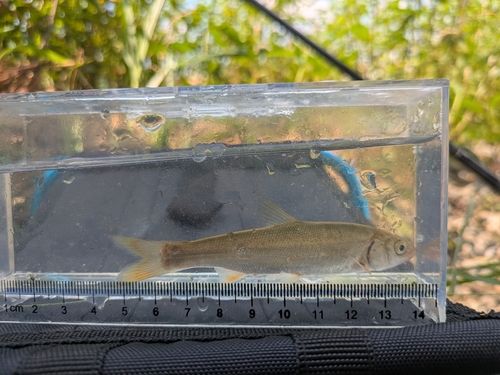 ウグイの釣果