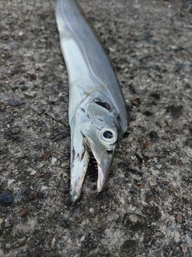 タチウオの釣果