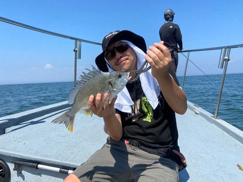 キビレの釣果