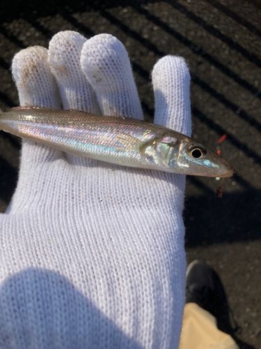 キスの釣果