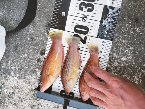マダイの釣果