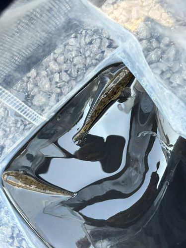 マハゼの釣果