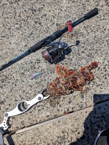 オニカサゴの釣果