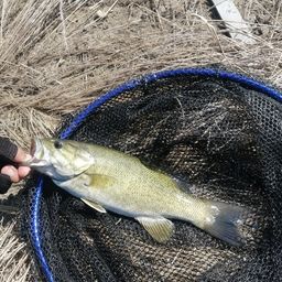 スモールマウスバス