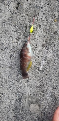 アカササノハベラの釣果