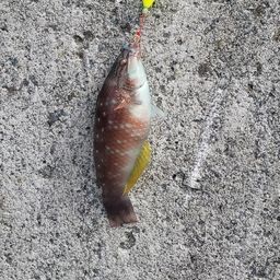 アカササノハベラ