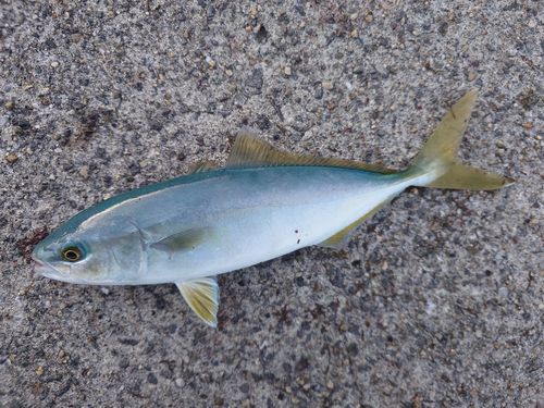 ヤズの釣果