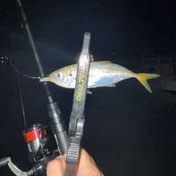 アジ
