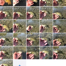 スモールマウスバス