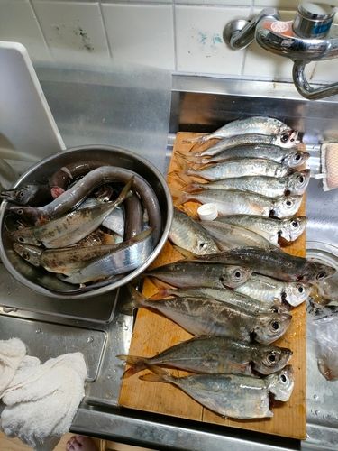 ヒラアジの釣果