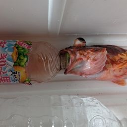 カサゴ