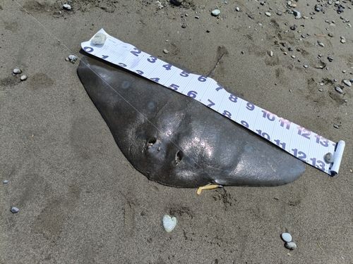 ツバクロエイの釣果