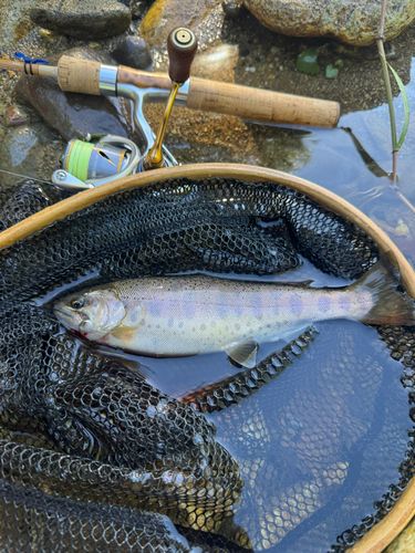 ヤマメの釣果