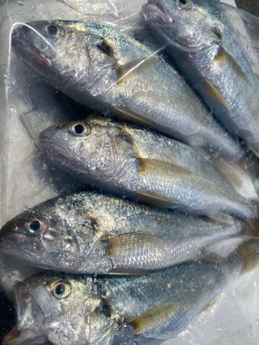 イシモチの釣果