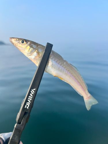キスの釣果