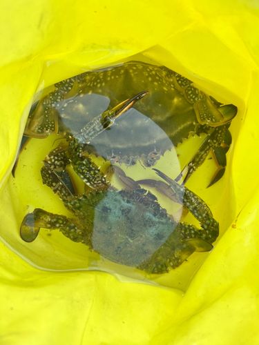 ワタリガニの釣果