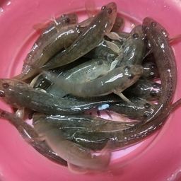 ハゼ