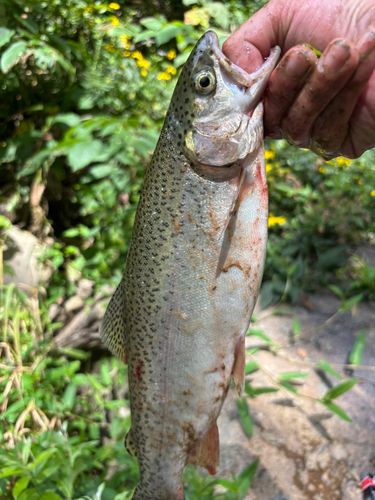 ニジマスの釣果