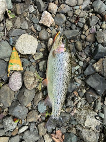 ニジマスの釣果