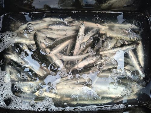 カタクチイワシの釣果