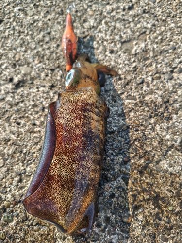 アオリイカの釣果