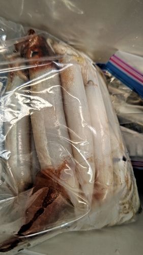 スルメイカの釣果